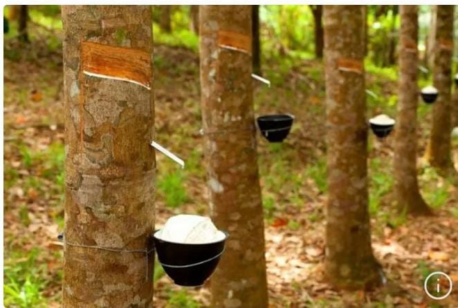 Perkebunan Karet Desa Tungku Jaya